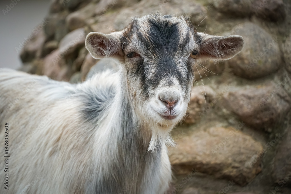 Charming goat with a blend of white and dark fur standing near a rustic stone wall, enhancing the beauty of a serene rural landscape filled with natural charm Charming goat with a blend of white and dark fur standing near a rustic stone wall, enhancing the beauty of a serene rural landscape filled with natural charm