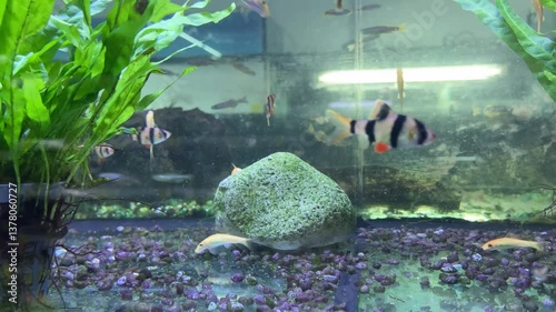 Close-up of Small Black-Stripped Tropical Fish in Aquarium
