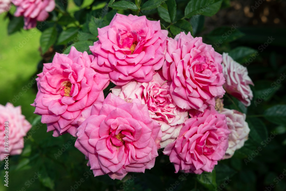 Fototapeta premium Cluster of bright pink roses grown naturally in parks and gardens for ornamental purposes, either as flowering shrubs or climbing fragrant plants, beautiful flowers with rosy petals and yellow stamen