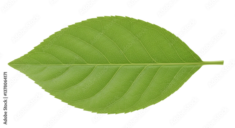Obraz premium Isolated Green Leaf
