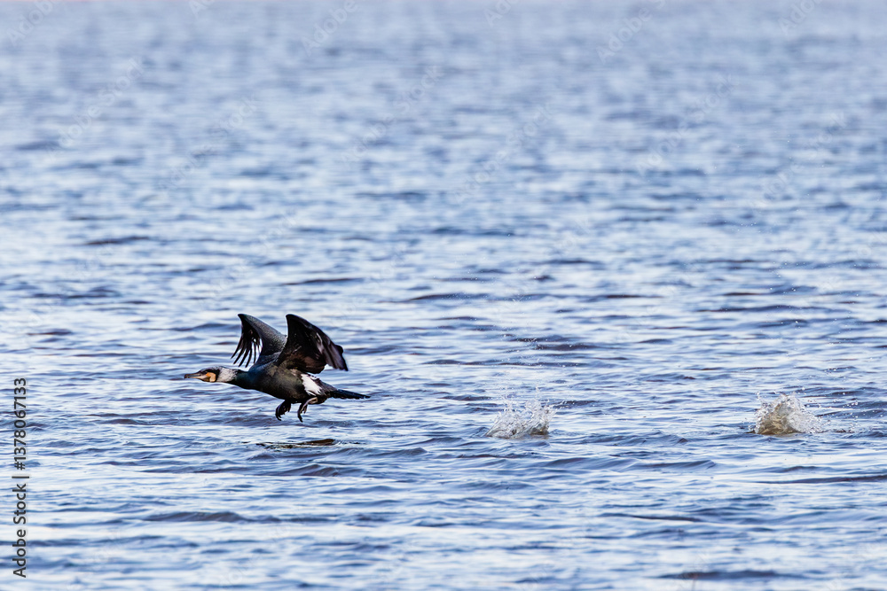 great cormorant