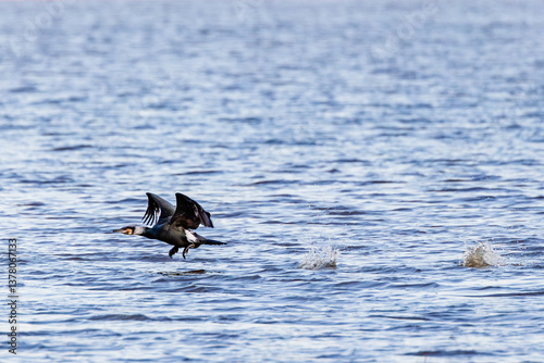 Obraz na płótnie great cormorant w salonie
