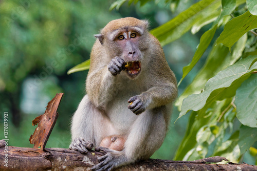 Long-tailed macaque  photo