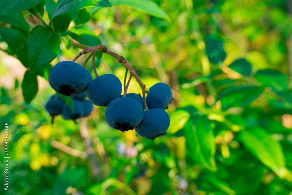 Ripe blueberries (bilberry) on a blueberry bush on a nature background. High quality photo