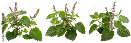  Set of Patchouli plant with flowers and rich green leaves against Isolated on a transparent background