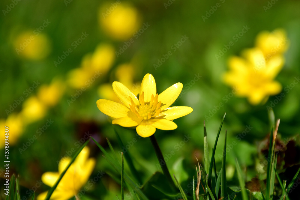 Obraz premium pilewort flower in spring in a German garden