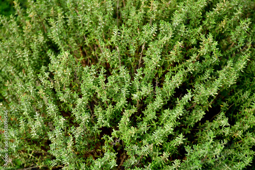 thyme in a closeup in early spring