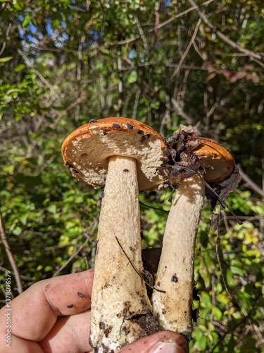 Leccinum albostipitatum mushrooms with woodlice