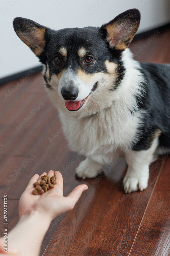 Hands of woman serving dog food in kitchen. Lifestyle, dog feeding, animals, friendship and home life, care. Hands of woman serving dog food in kitchen. Lifestyle, dog feeding, animals, friendship and home life, care.