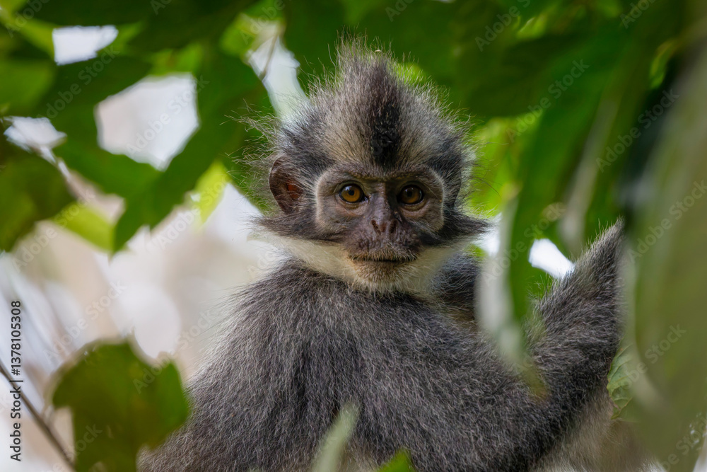 Obraz premium Thomas's leaf monkey 