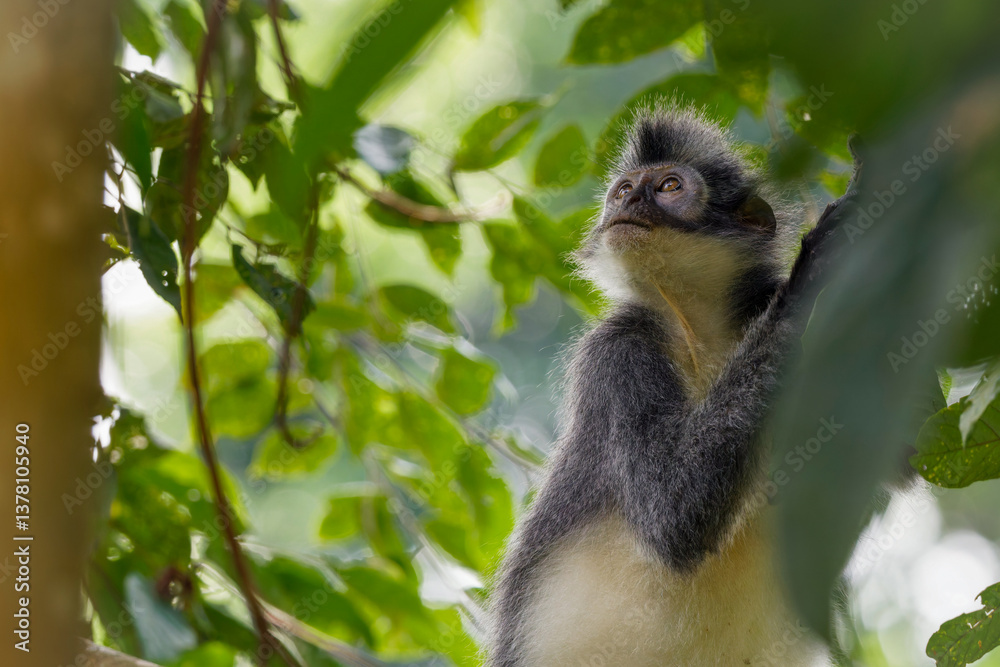 Thomas's leaf monkey Thomas's leaf monkey