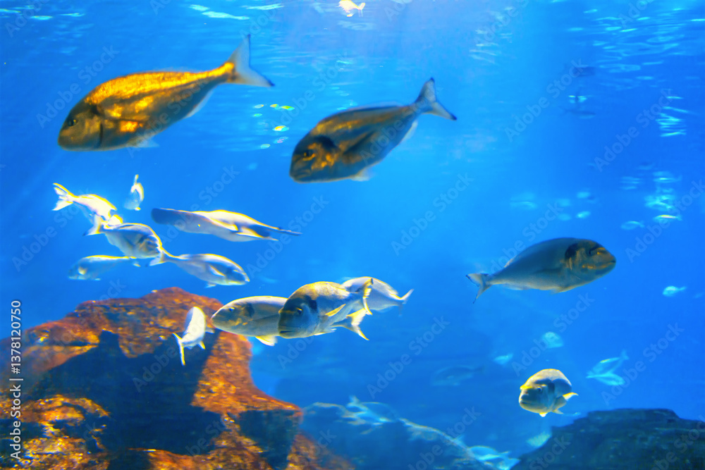 Vibrant underwater scene features a diverse group of fish swimming in a deep blue aquarium. Sunlight filters through the water, casting a mesmerizing glow on marine life and rocky formations below