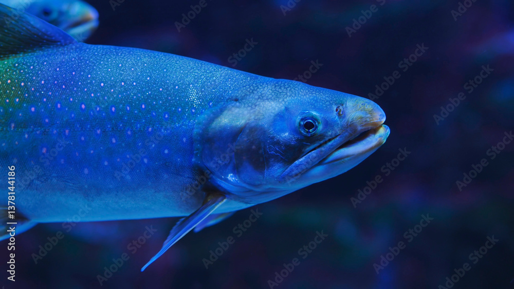 Fototapeta premium Arctic char swimming in blue water aquarium