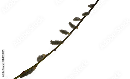 Plakat willow branch isolated on white