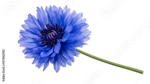 Bright blue cornflower with a stem, isolated on black background, cut out transparent