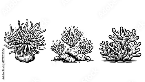 Sea Coral Illustration.