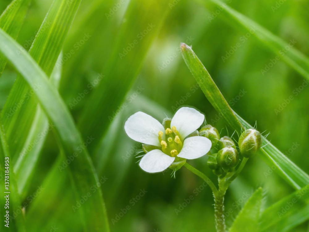 close-up of white flowering daisy in meadow
