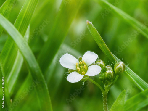 Obraz na płótnie close-up of white flowering daisy in meadow w salonie