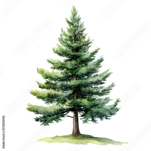 A watercolor vector painting of Douglas Fir tree, isolated on a white background.

