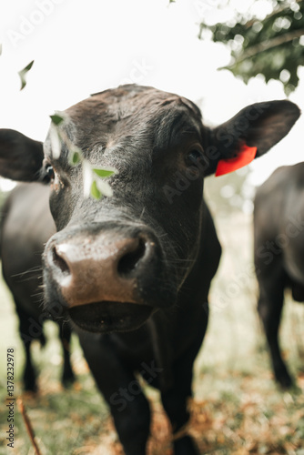 Black Angus bull inspecting tree branch deciding whether to eat