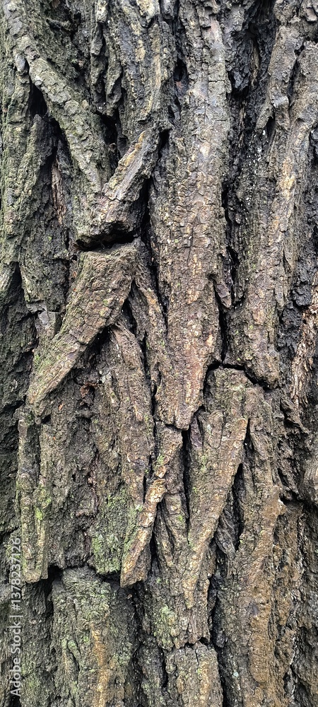 Textured bark of a tree revealing intricate patterns in a forest setting Textured bark of a tree revealing intricate patterns in a forest setting