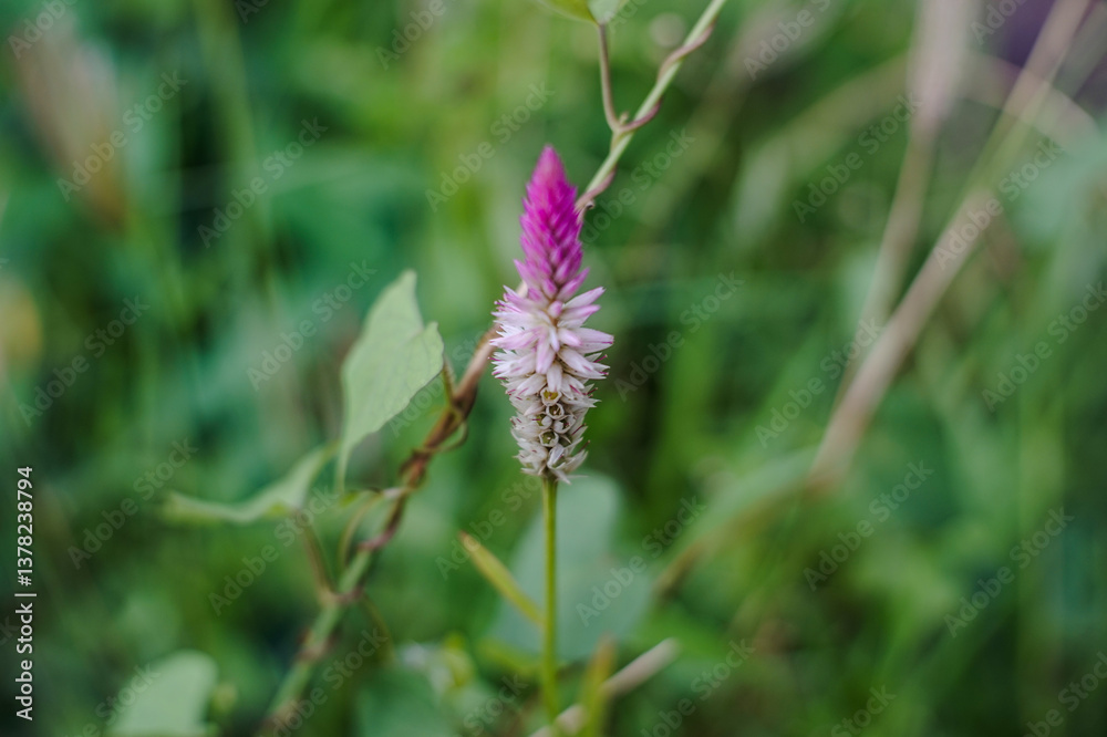 The celosia flower is an ornamental plant that originates from tropical areas in Africa, South America and Southeast Asia The celosia flower is an ornamental plant that originates from tropical areas in Africa, South America and Southeast Asia