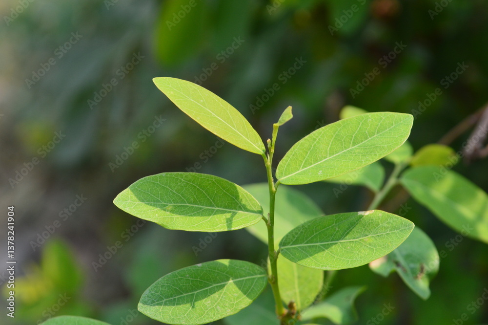 Green leaves on the tree in the garden, closeup of photo Green leaves on the tree in the garden, closeup of photo