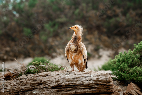 Fotografie Egyptian Vulture, Neophron percnopterus, birds of Socotra Island