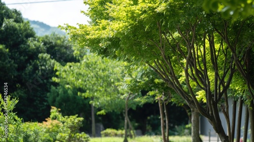 Capture the vibrancy of a natural landscape with a rich tapestry of foliage under the brilliant midday sun.