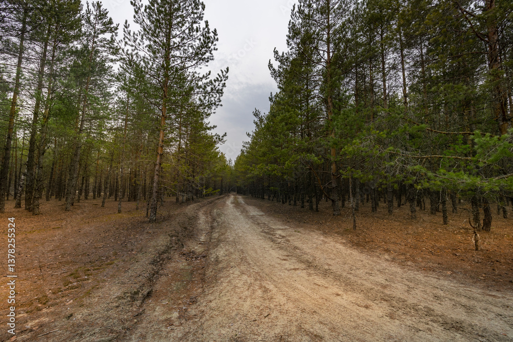 Fototapeta premium A dirt road in a forest with trees on both sides