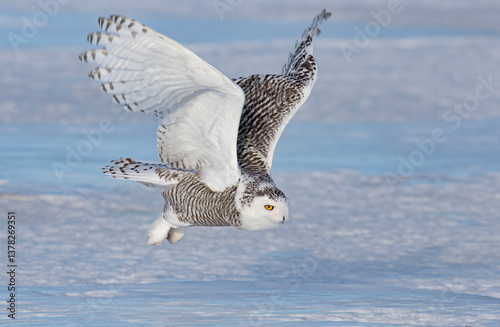 Obraz na płótnie Snowy owl (Bubo scandiacus) flies low over hunting an open snowy field in winter in Ottawa, Canada w salonie