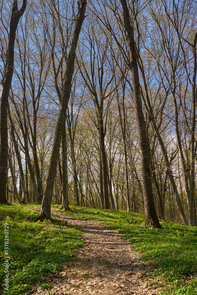 Fototapeta premium Spring forest trail with sunlight...2/2.........