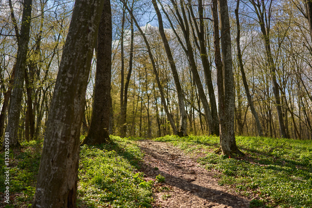 Fototapeta premium Spring forest trail with sunlight...2/2.........