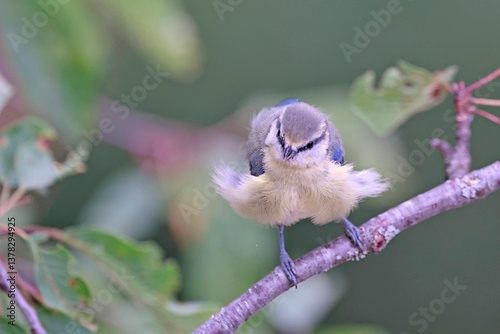 Eurasian Blue Tit (Cyanistes caeruleus), Greece