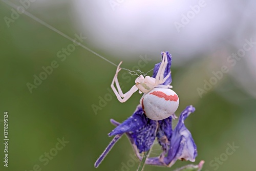 Spider Misumena vatia, Greece 