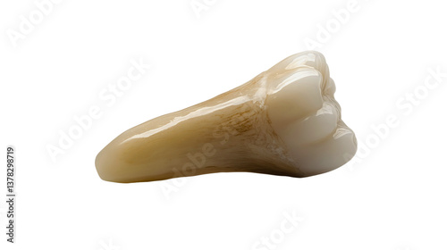 An extracted human tooth from the human jaw, a classic old human tooth with one root, showing various signs of deterioration and processes.