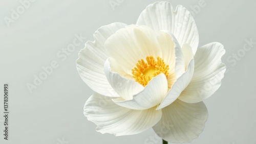 Close-up of White peony petals