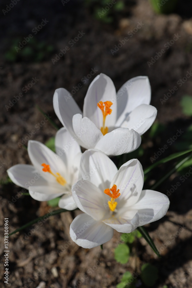 Obraz premium white crodus flower in spring detailed close up