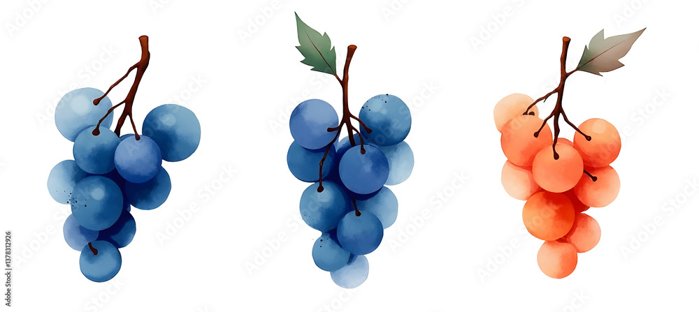 Three clusters of grapes in varying colors. cut out,isolated, transparent background