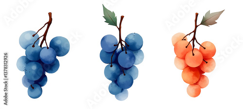 Obraz na płótnie Three clusters of grapes in varying colors. cut out,isolated, transparent background w salonie