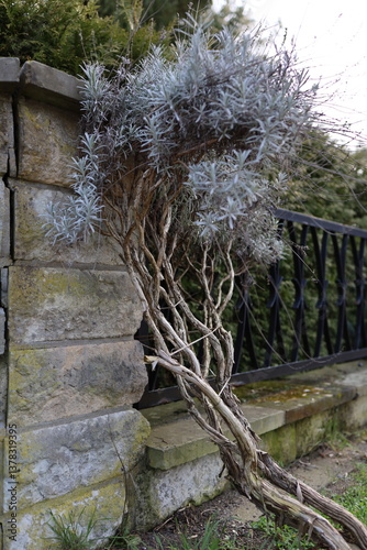 awry lavender tree and an old fence