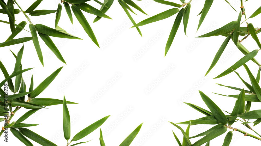 Fototapeta premium Frame of bamboo leaves against a black background, cut out transparent