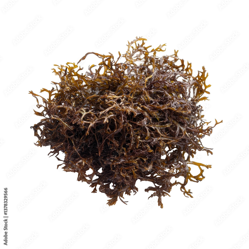 Fototapeta premium Irish Moss isolated on white background