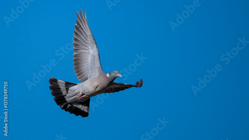 Bird in flight