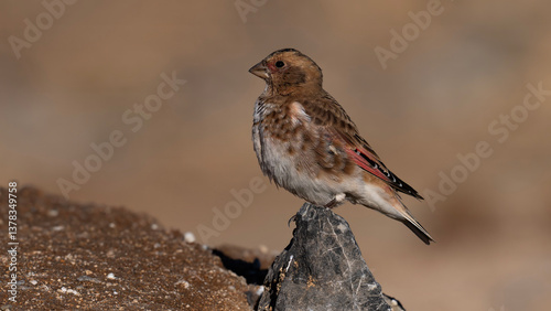 Crimson-winged Finch
