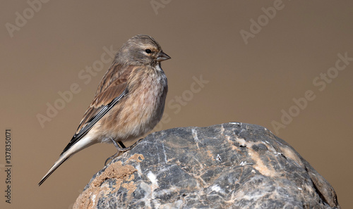 Common Linnet 