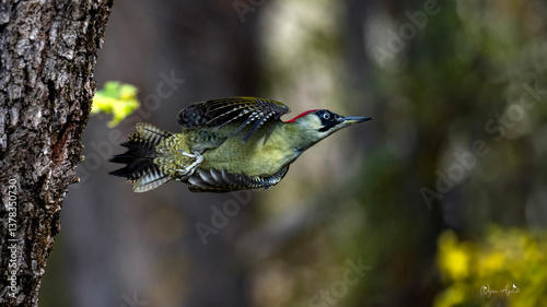 Green Woodpecker