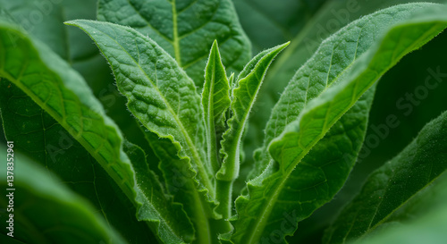 Close-up of Green Tobacco Plant Leaves Growing in a Field
