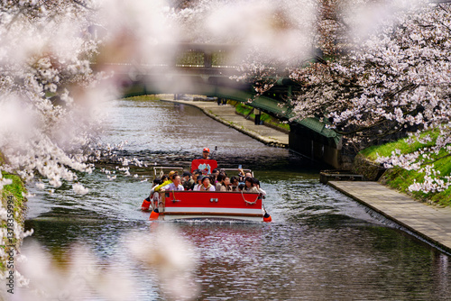 さくら名所100選・松川公園でお花見