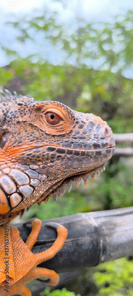 Obraz premium lizard on the tree